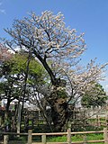 Shiki Choshoin-Hatazakura 1